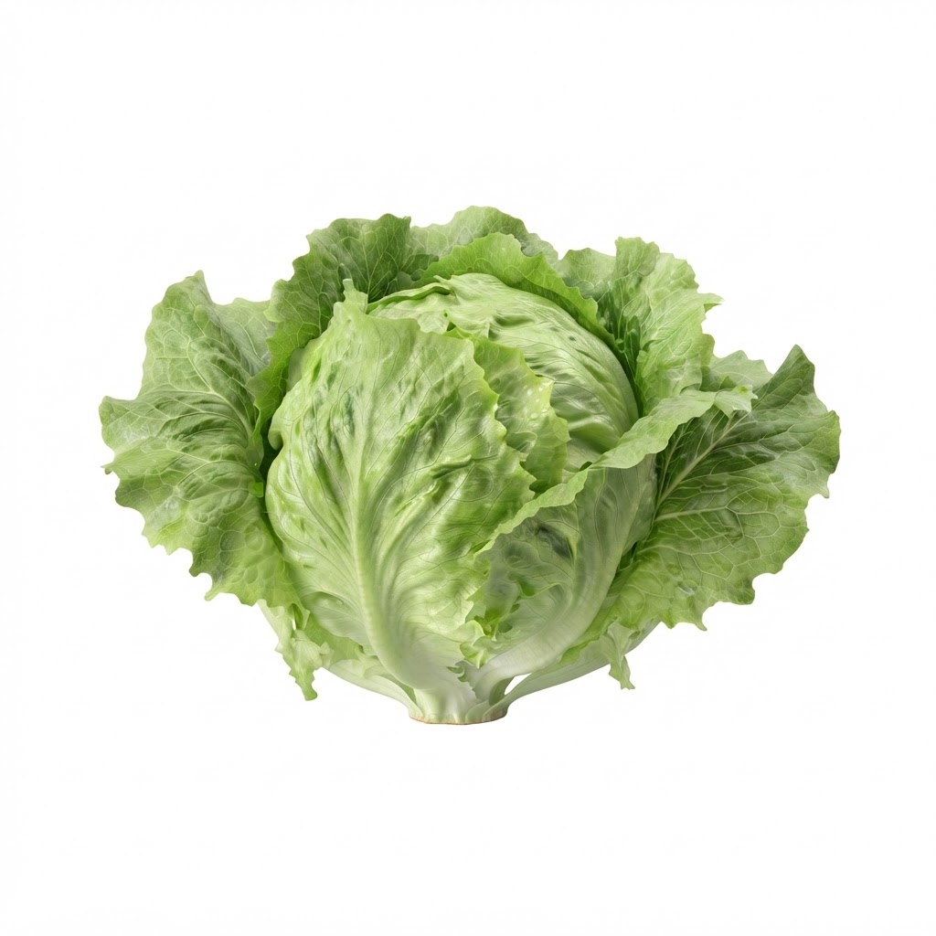 Lechuga Criolla